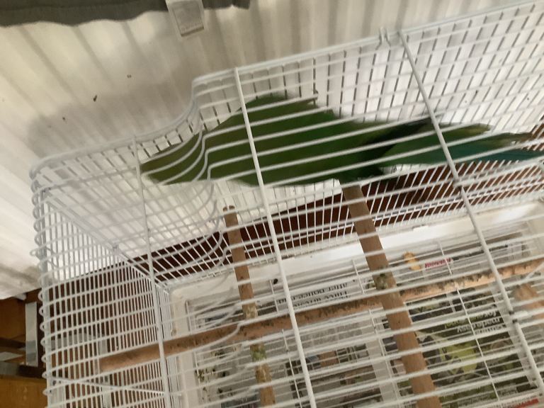 Indian ring neck for sale