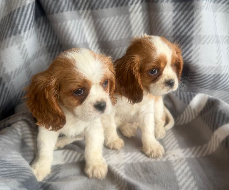  Beautiful cavalier King Charles 