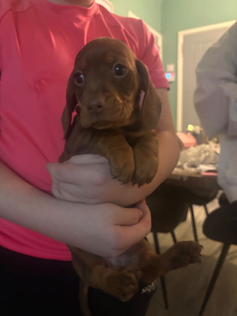 Dachshund pups