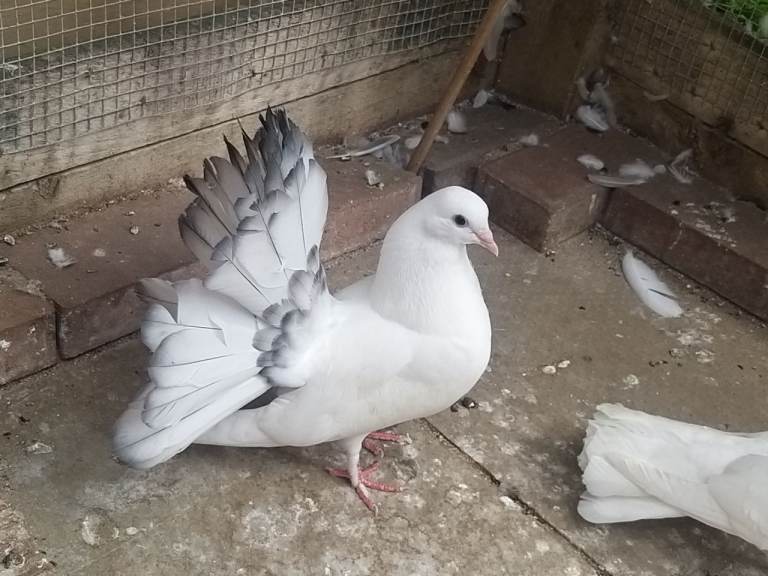 English garden fantail pigeons 