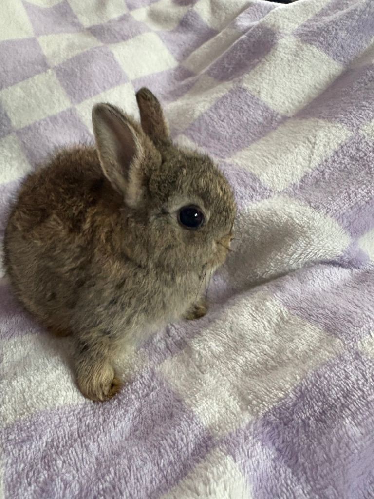Baby netherland dwarf rabbits 