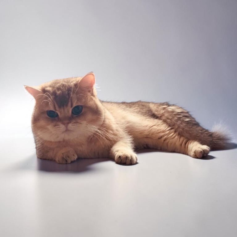 Pedigree GCCF Active British Shorthair Adult Cats 