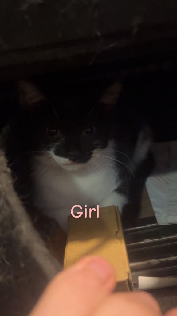 Kittens for sale