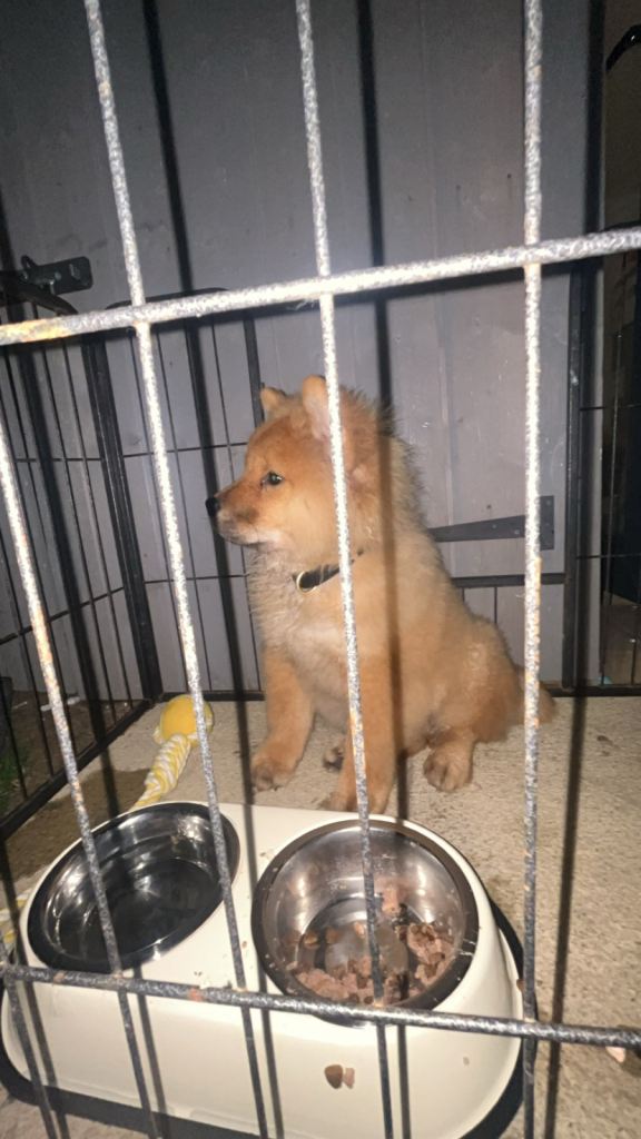 Chow chow puppies 4 month and 7 month 