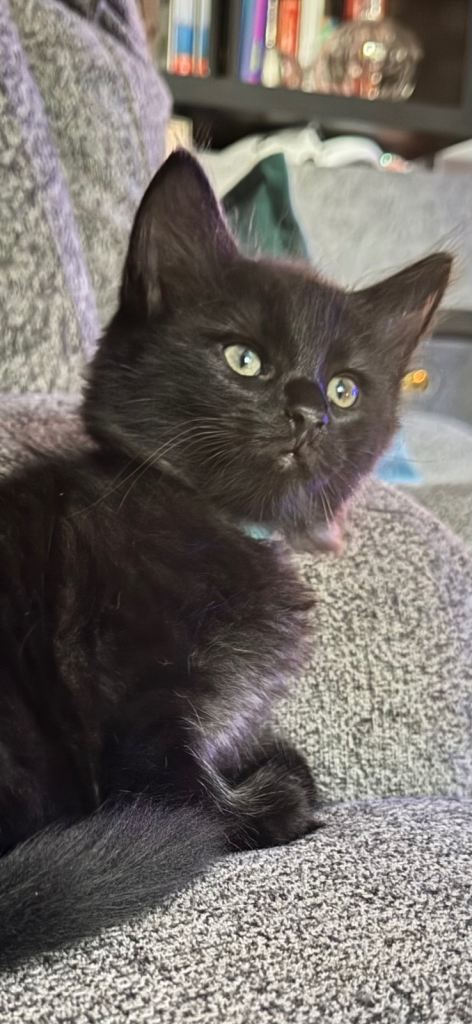 Stunning kittens, LAST AVAILABLE 