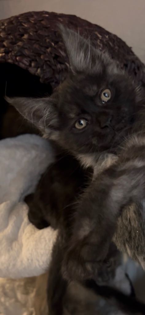 4 STUNNING RUSSIAN MAINECOON KITTENS LEFT