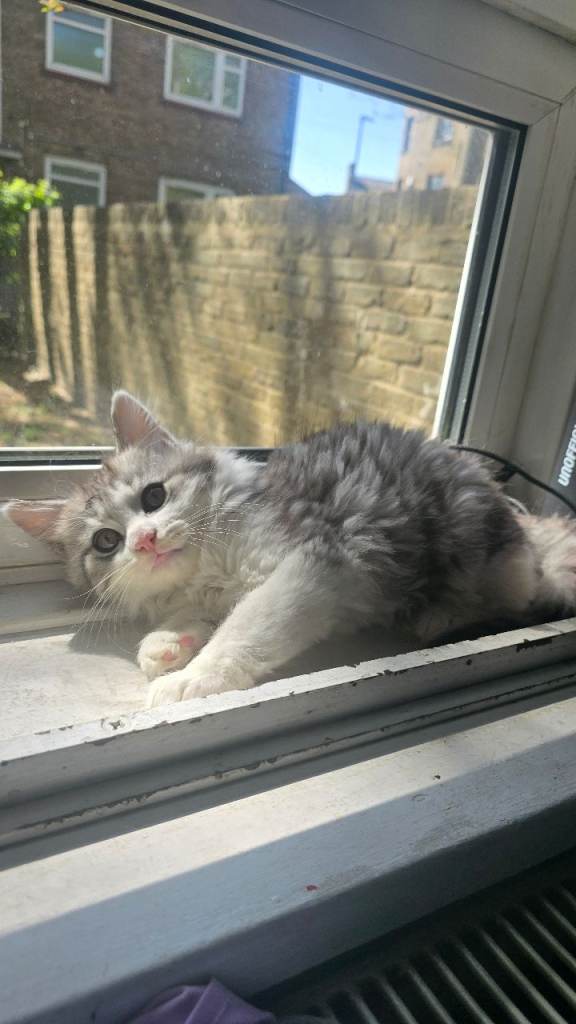 Short british hair 9 week kitten