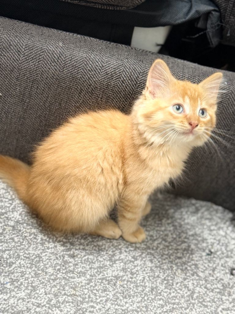 Mr