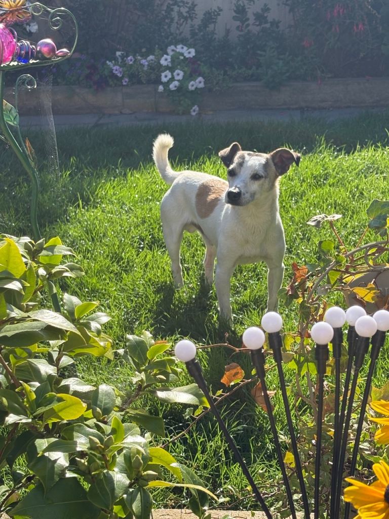 Jack Russel male 