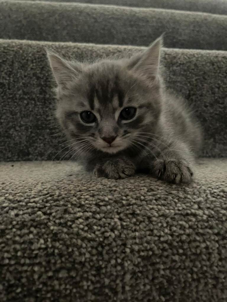 Kitten 8 weeks old