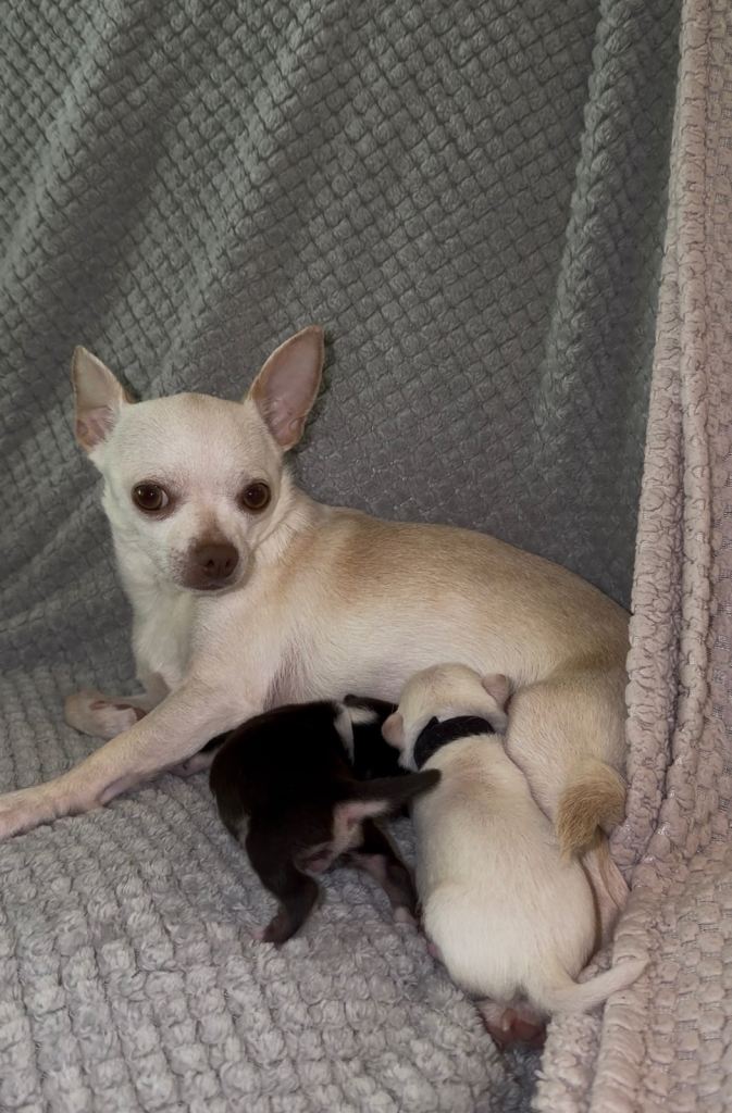 6 Beautiful Chihuahuas!