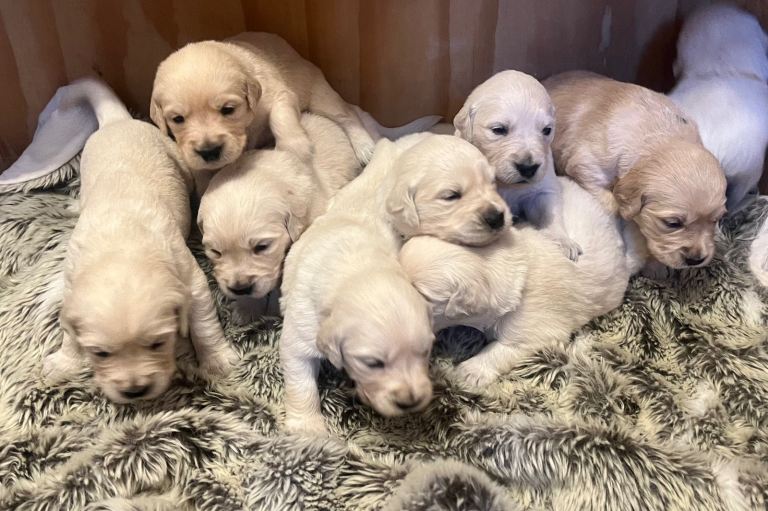 Exceptional Golden retriever puppy
