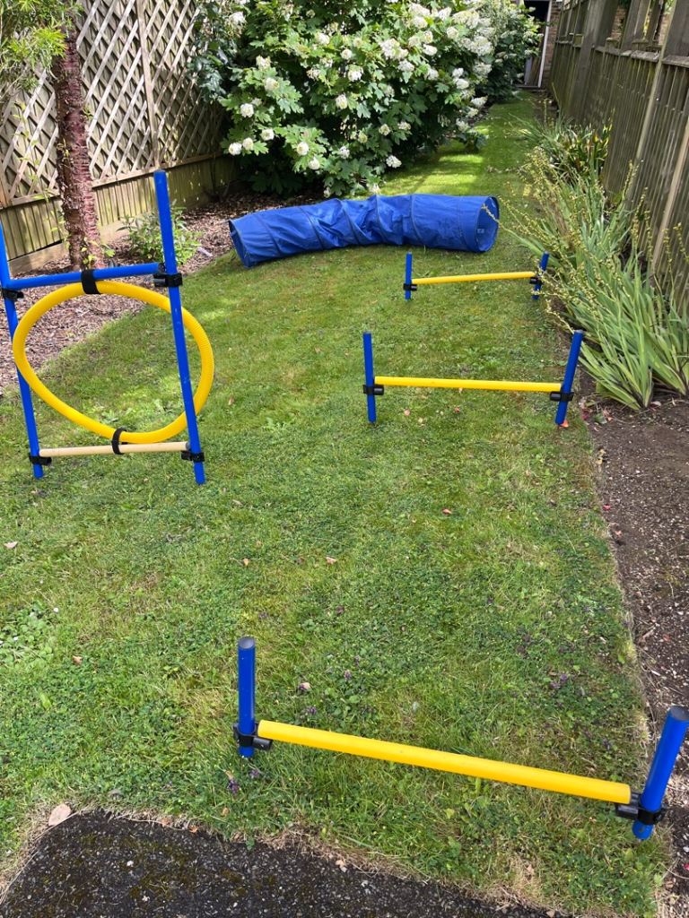 dog agility training and fun