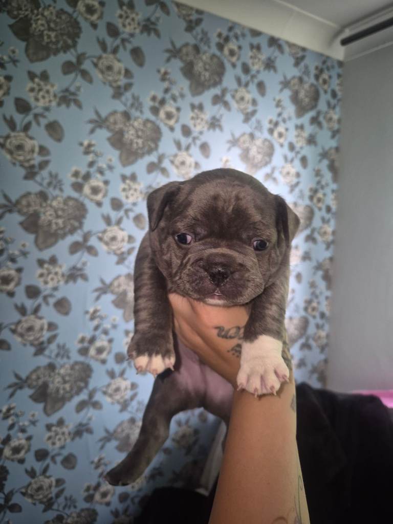 French bulldog 