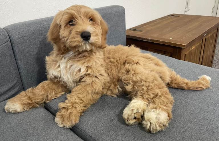 Australian Labradoodles for Sale