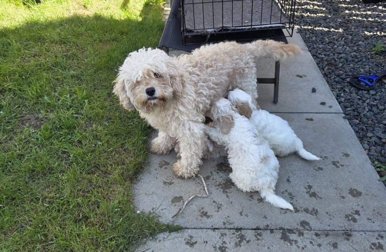 Cavapoochon