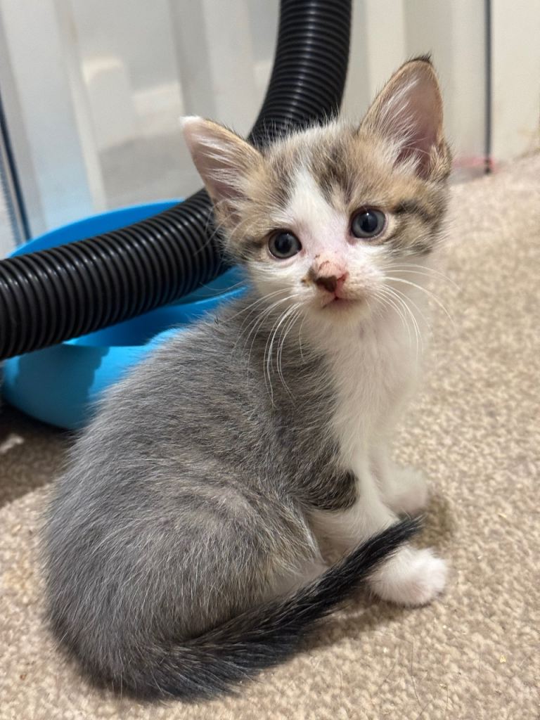 Last grey boy
