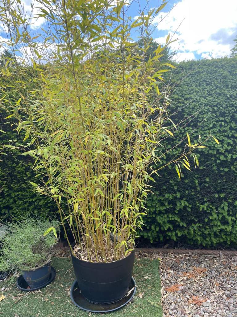 Various bamboo plants  pots. Different varieties 