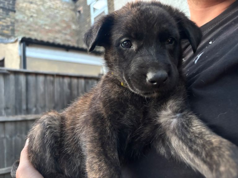 Dutch X German Shepherd Puppies