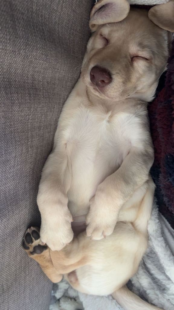 Female Labrador Puppy