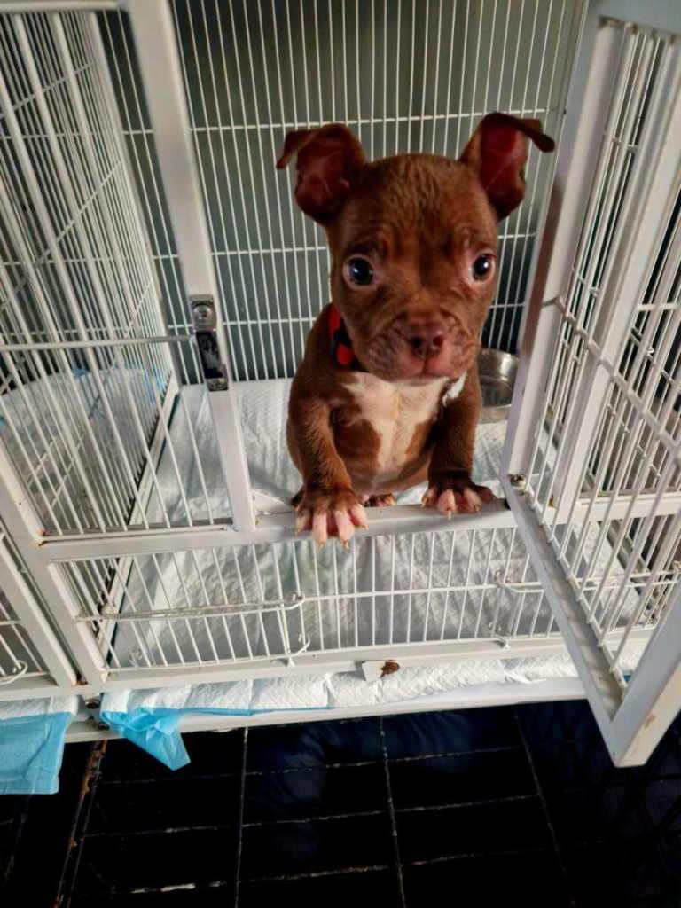 Exotic Micro (Pocket) Bully Puppies – ABR Registered 