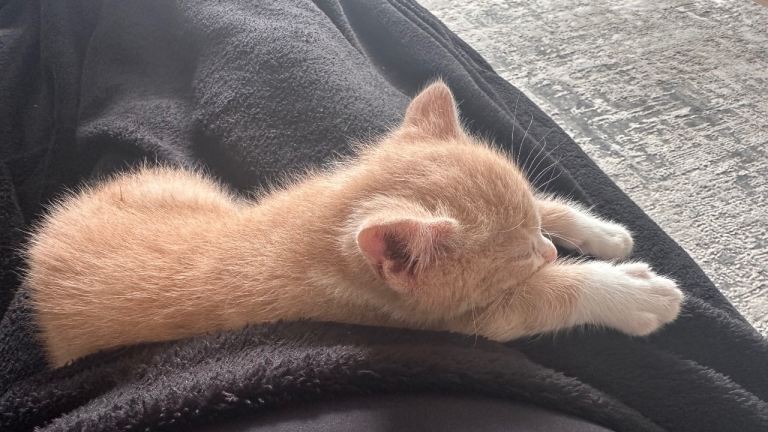 8 Week Old Ginger & White Tabby Kitten – Boy – £150