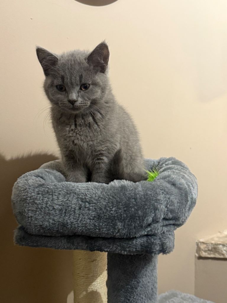 British short hair kitten 