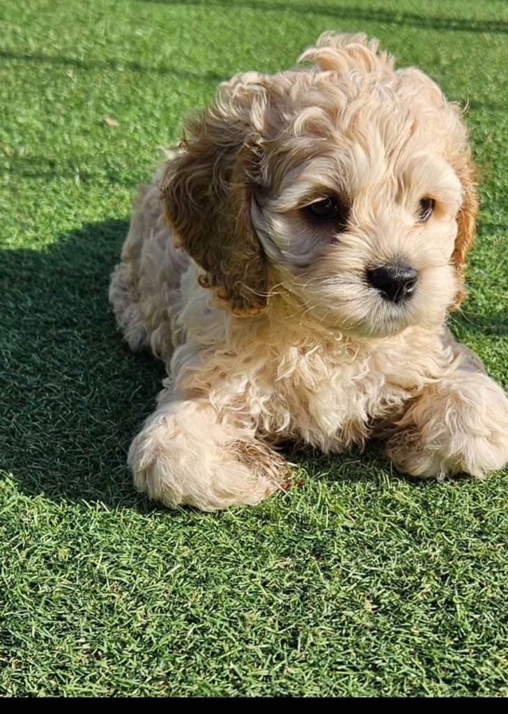   F1b cockerpoo puppies 