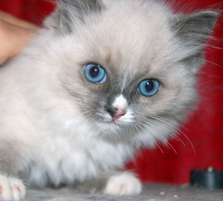 Ragdoll Kittens (Pure) - 5 left of 6 - Inverness/Lochcarron