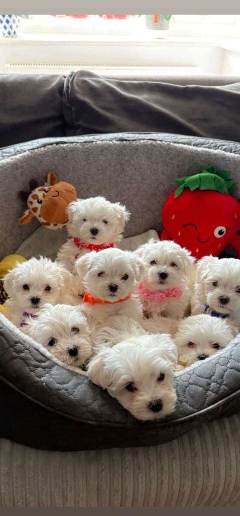 Beautiful full breed Maltese puppies