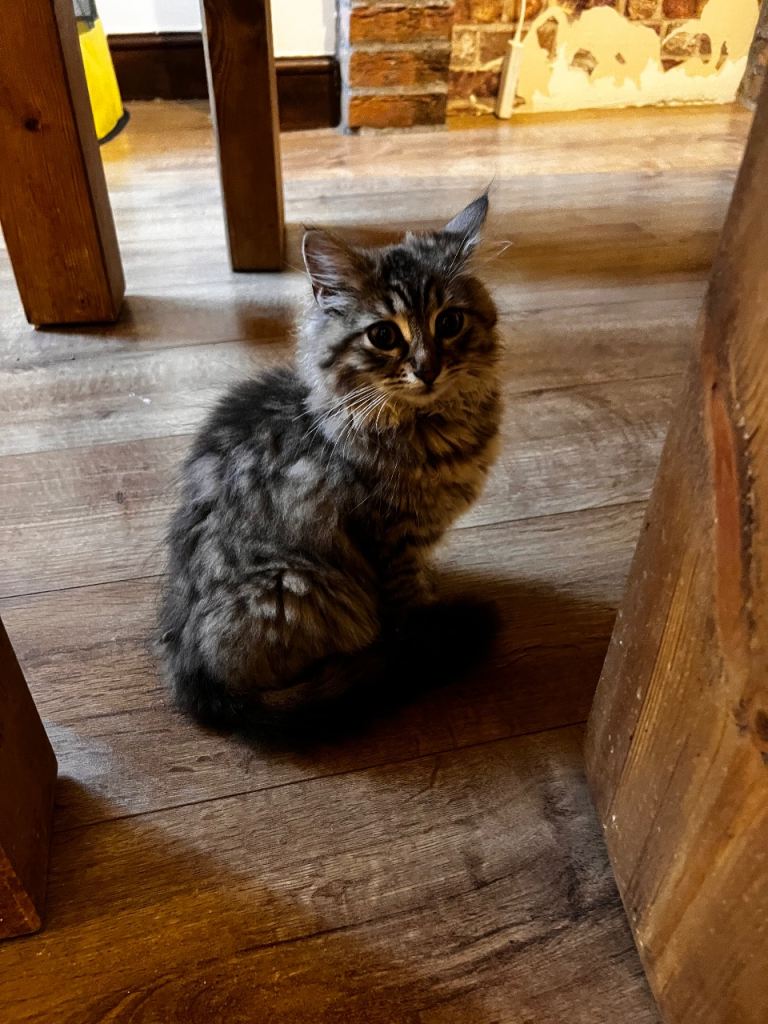 Siberian kitten!!