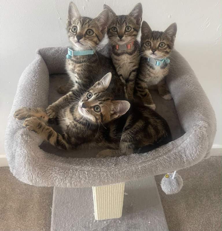 Adorable Tabby Kittens 🐱 