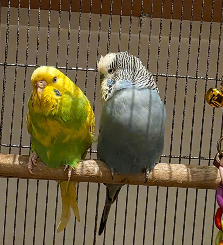 Budgies