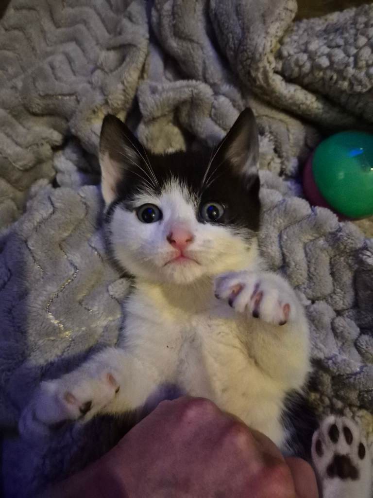 Beautiful kittens  All sold