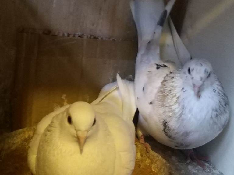 2 Pigeons for sale 