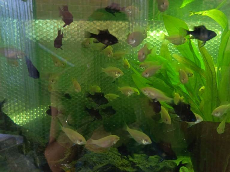 German ram cichlids -lemon blue eye plecos