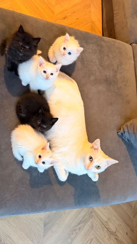 5 kittens for sale 