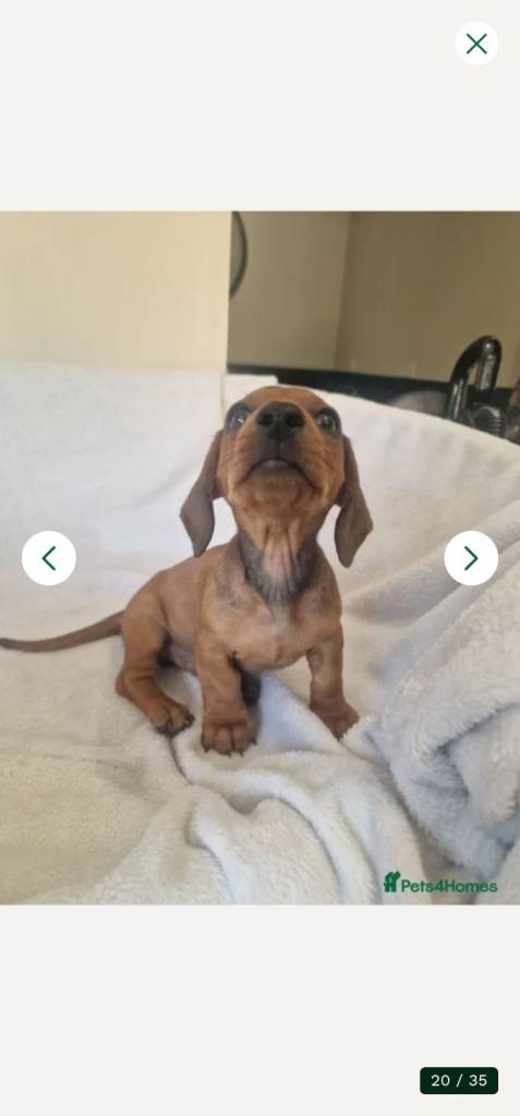 Beautiful miniature dachsunds 