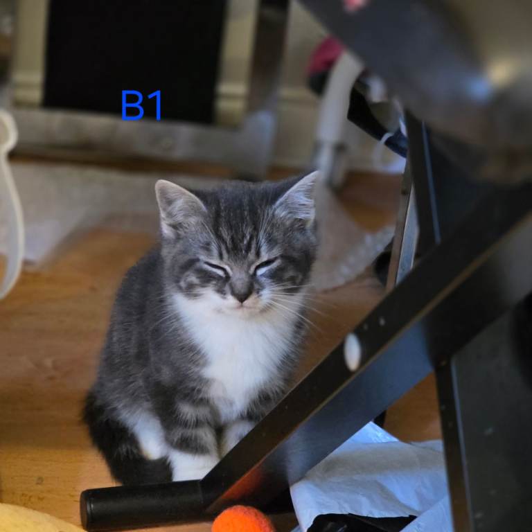 4 Kittens for sale, ready to go