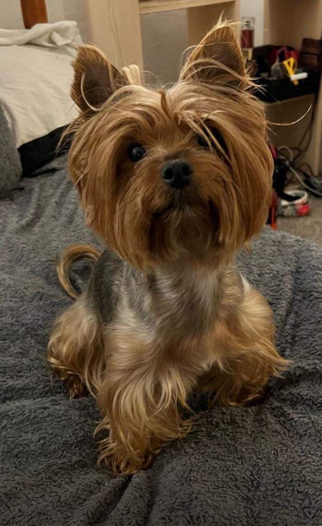 Yorkshire terrier puppies 