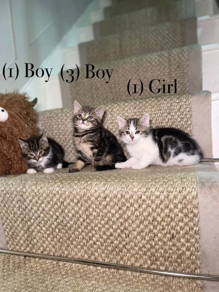 We have 5 beautiful tabby kittens available 