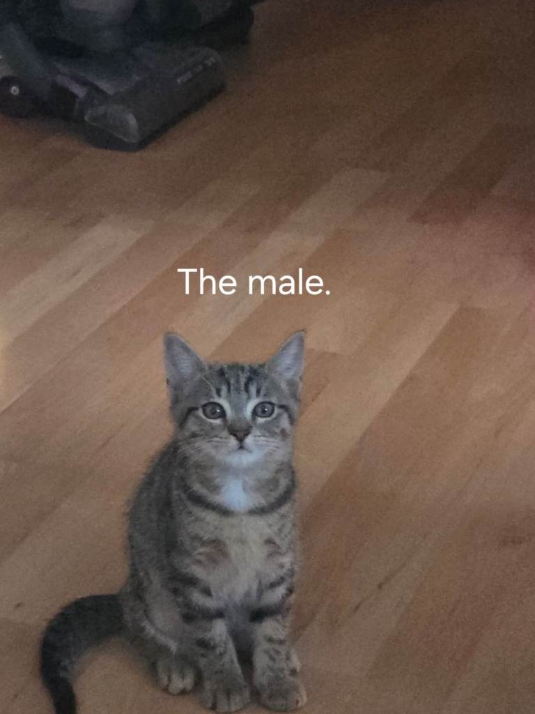 Kittens