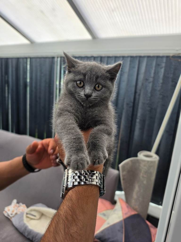 BSH kitten for Sale