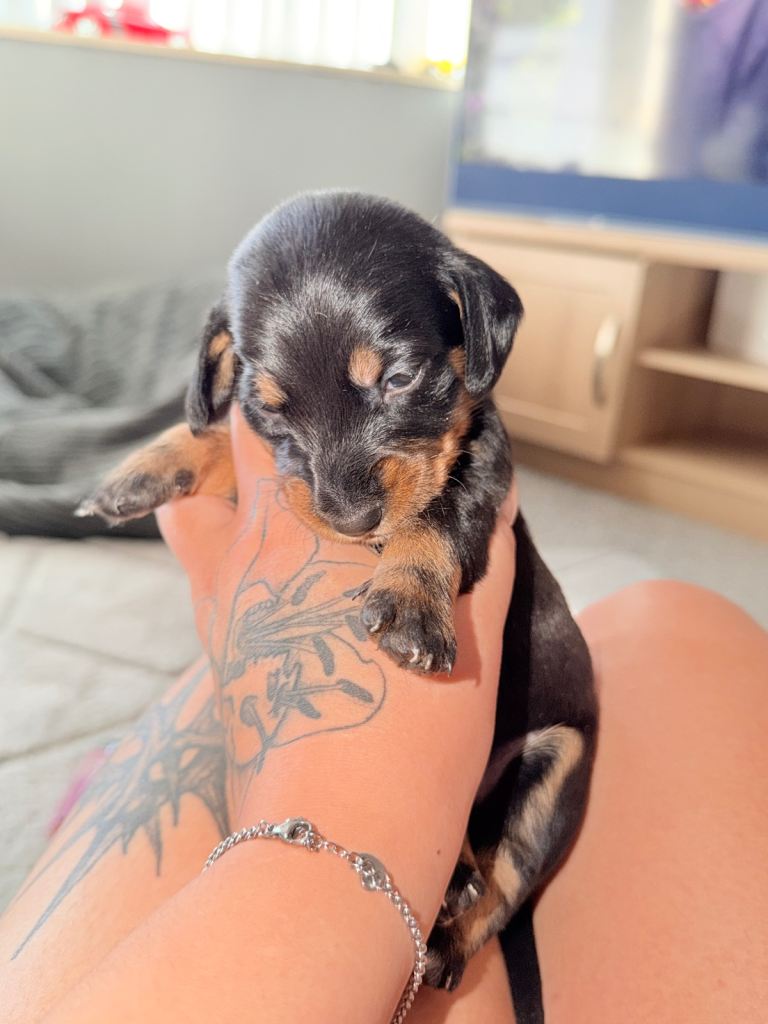 Dachshund puppy looking for her new home 