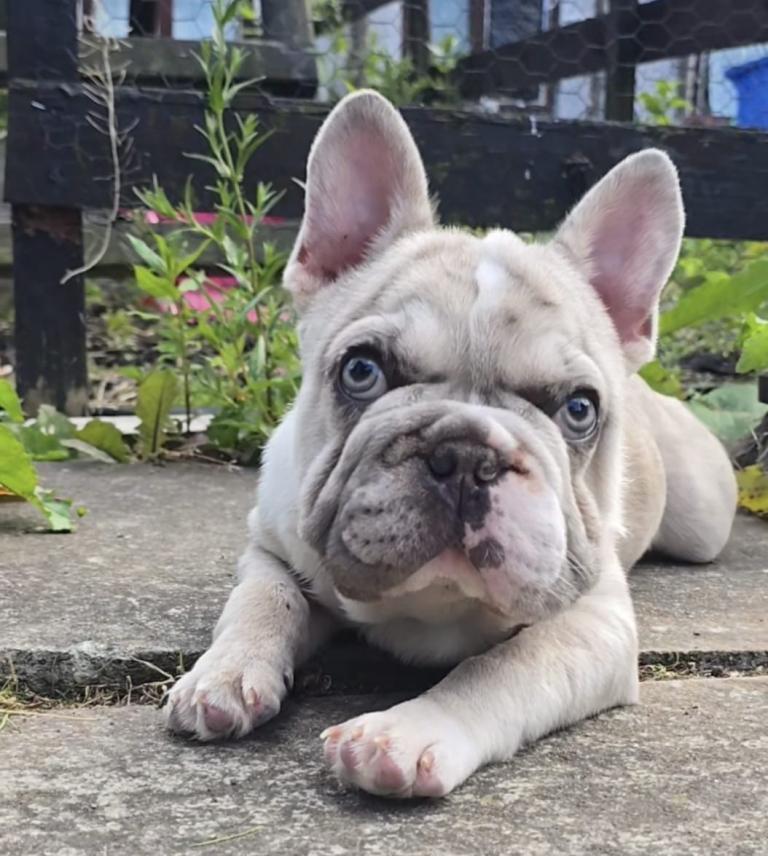 Merle French Bulldog – Simba – 1 Year 8 Months Old – Looking for a Loving Home
