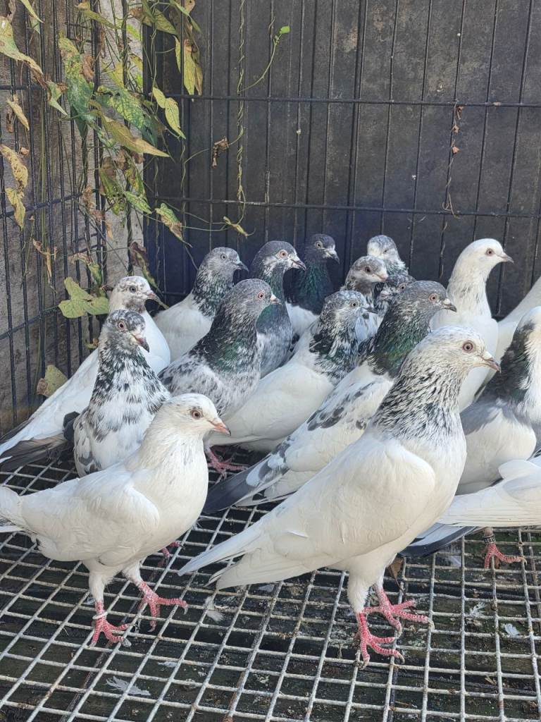 Pigeons 