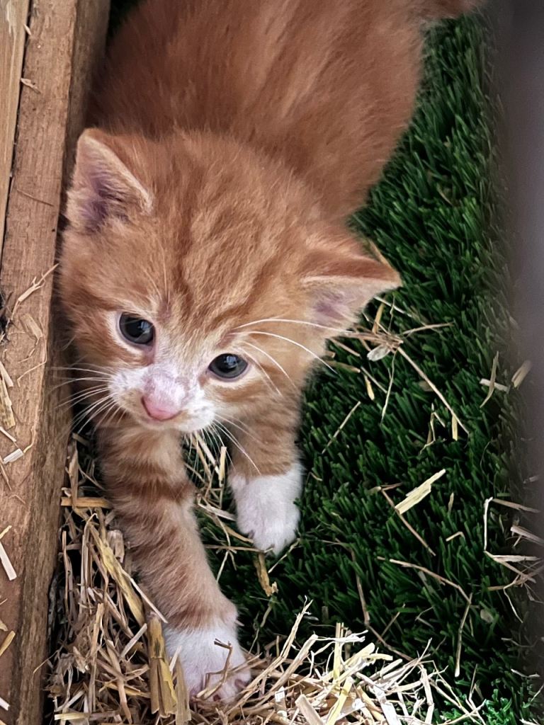 Two gorgeous ginger farm kittens! 