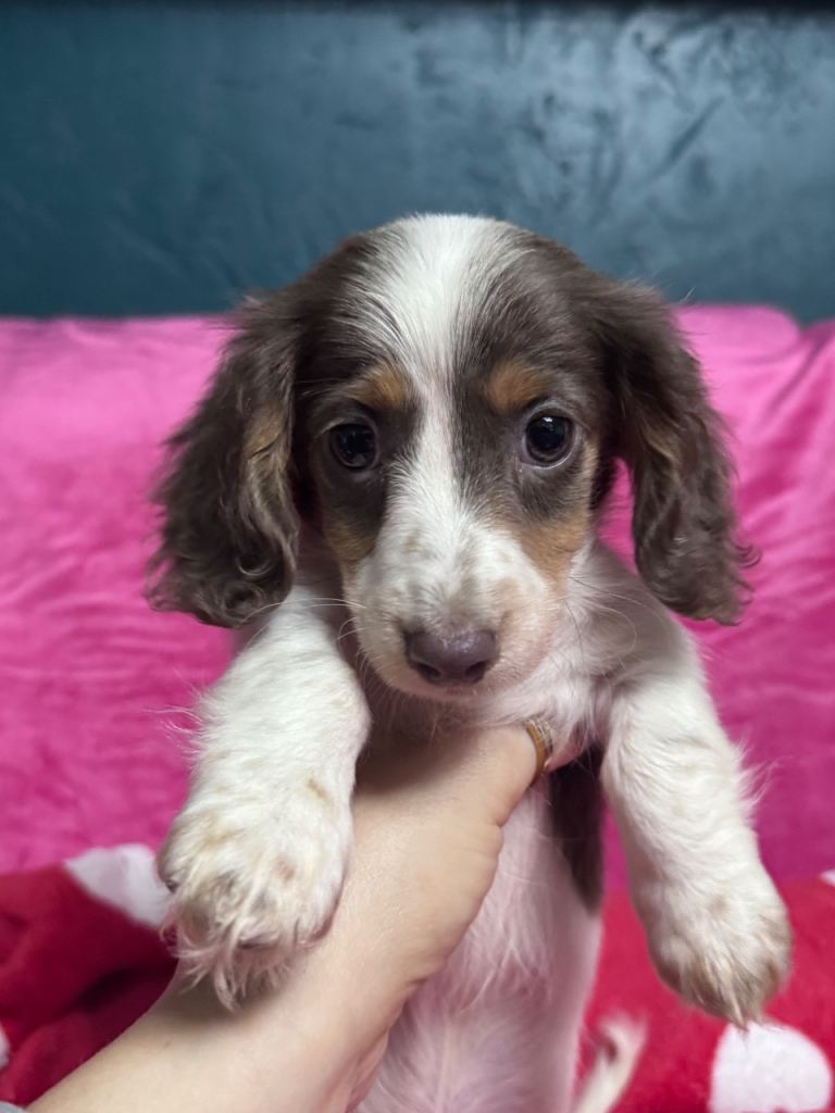 4 cute piebald miniature dachshund pupps available 