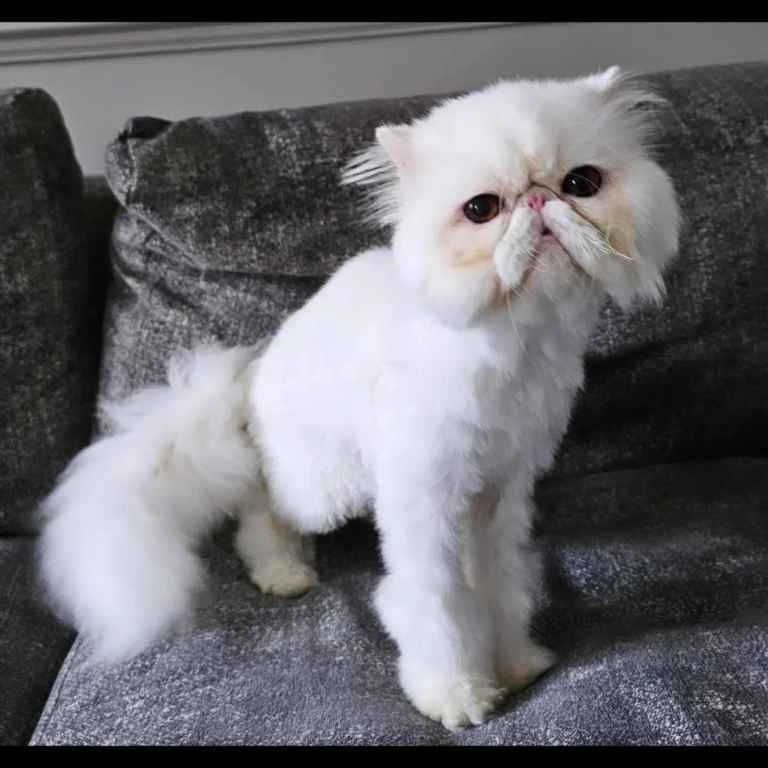 White persian male - 6 years old