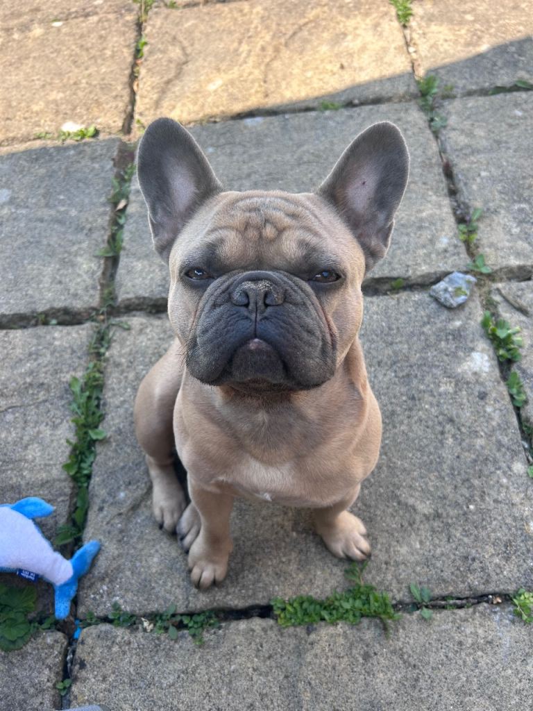 French Bull dog for rehoming 